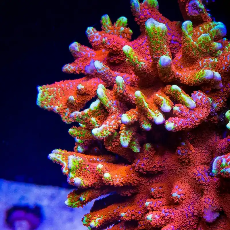 Bubblegum Digitata Montipora Coral - TSA Coral