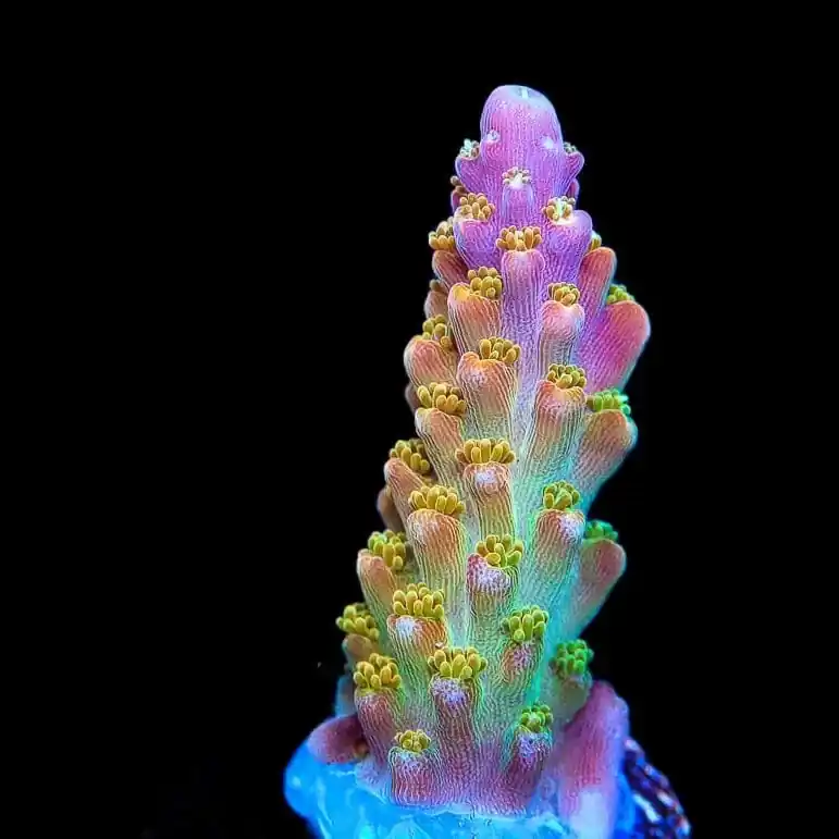 BC Bubblebath Unicorn Acropora Coral - TSA Coral