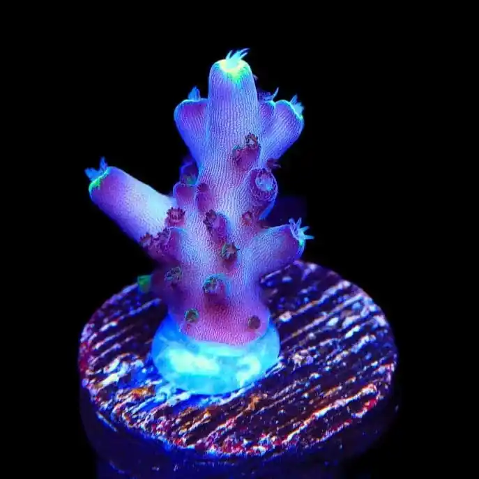 TSA Blue Flame Acropora Coral - TSA Coral