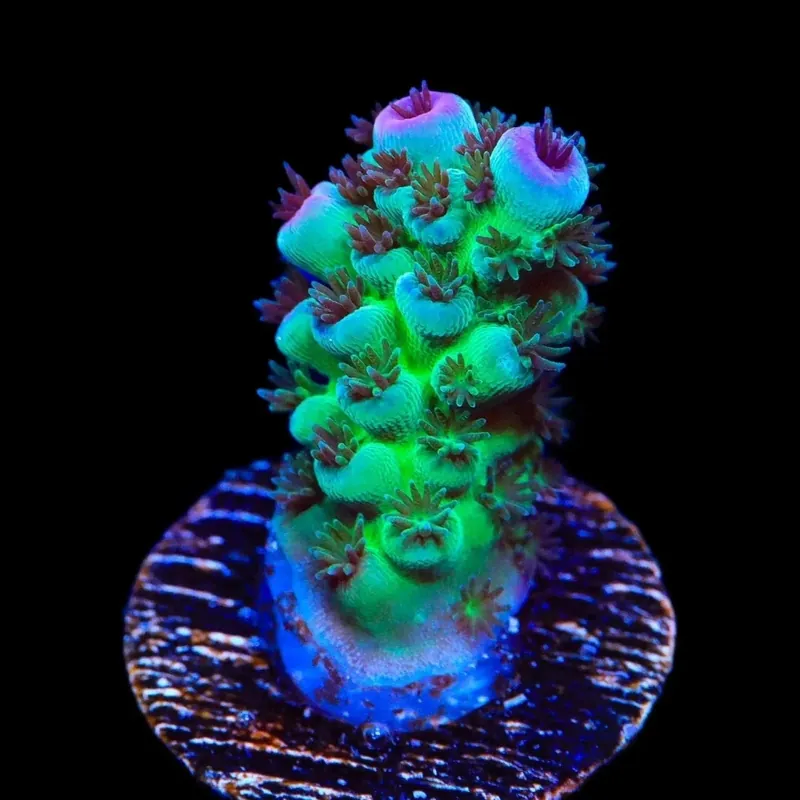 TSA Blueberry Sarmentosa Acropora Coral - TSA Coral