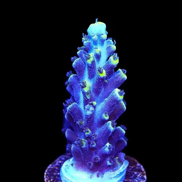 TSA Exquisita Stag Acropora Coral - TSA Coral