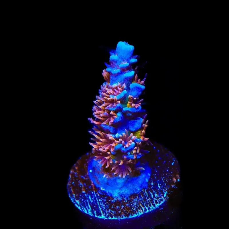 TSA Nebula Tenuis Acropora Coral - TSA Coral