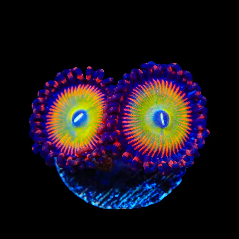 Candy Apple Red Zoanthids Coral - TSA Coral