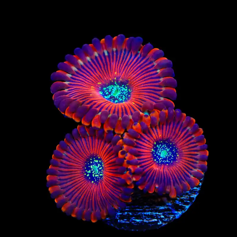 Magician Zoanthids Coral - TSA Coral