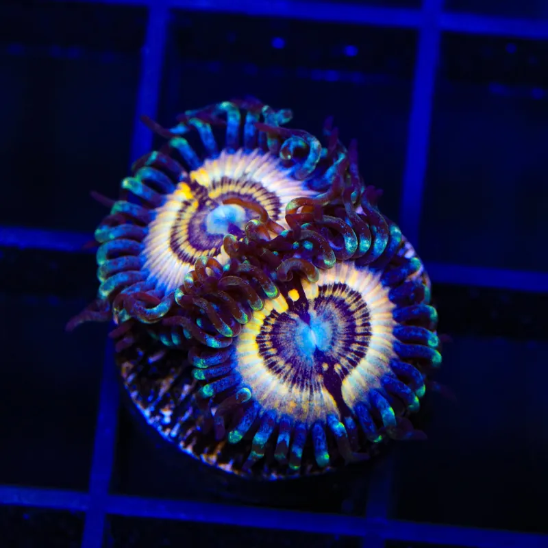 Petroglyph Zoanthids Coral - TSA Coral