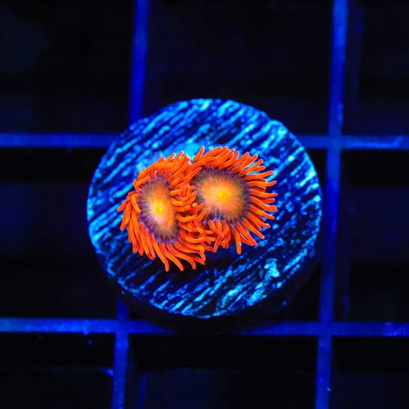 ACI Lorax Zoanthids Coral - TSA Coral