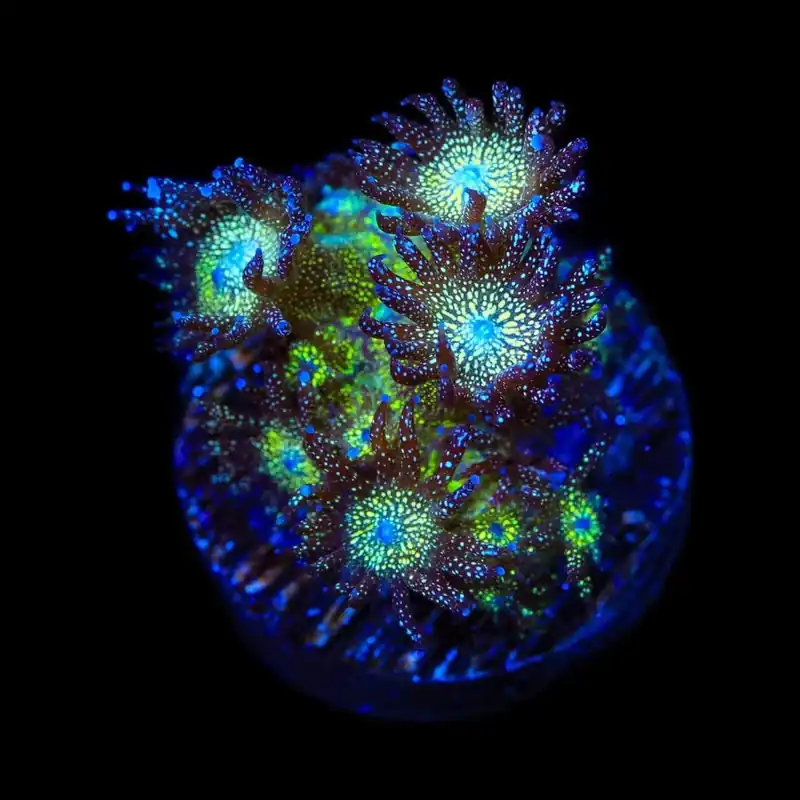 Glitter Blomb Goniopora Coral - TSA Coral