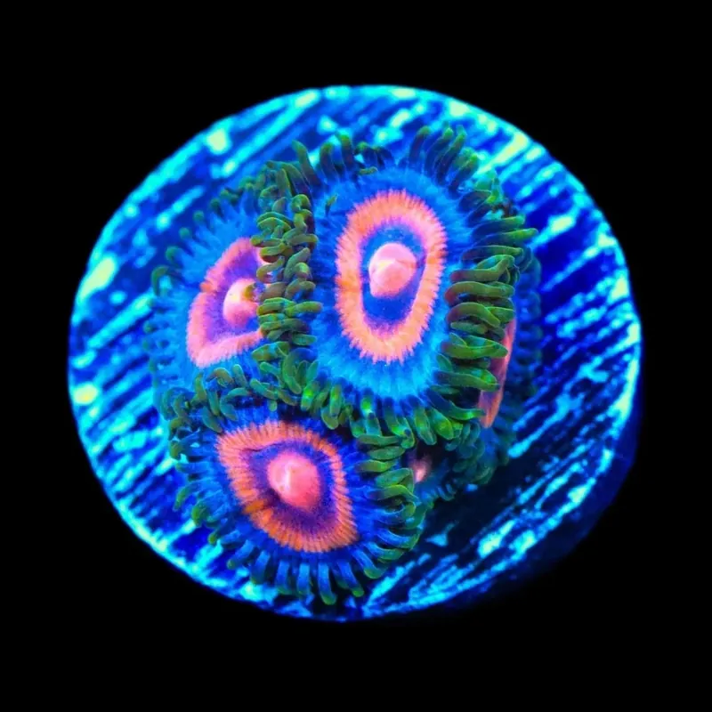 Supergirl Zoanthids Coral - TSA Coral
