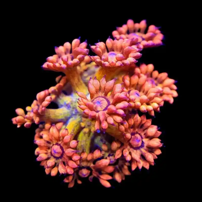 UC Amazeballs Goniopora Coral - TSA Coral