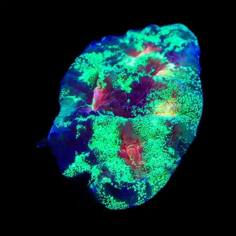 TSA Psychedelic Watermelon Chalice Coral - TSA Coral
