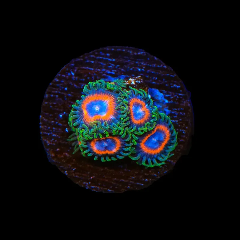 JF Fairy Tale Zoanthids Coral - TSA Coral