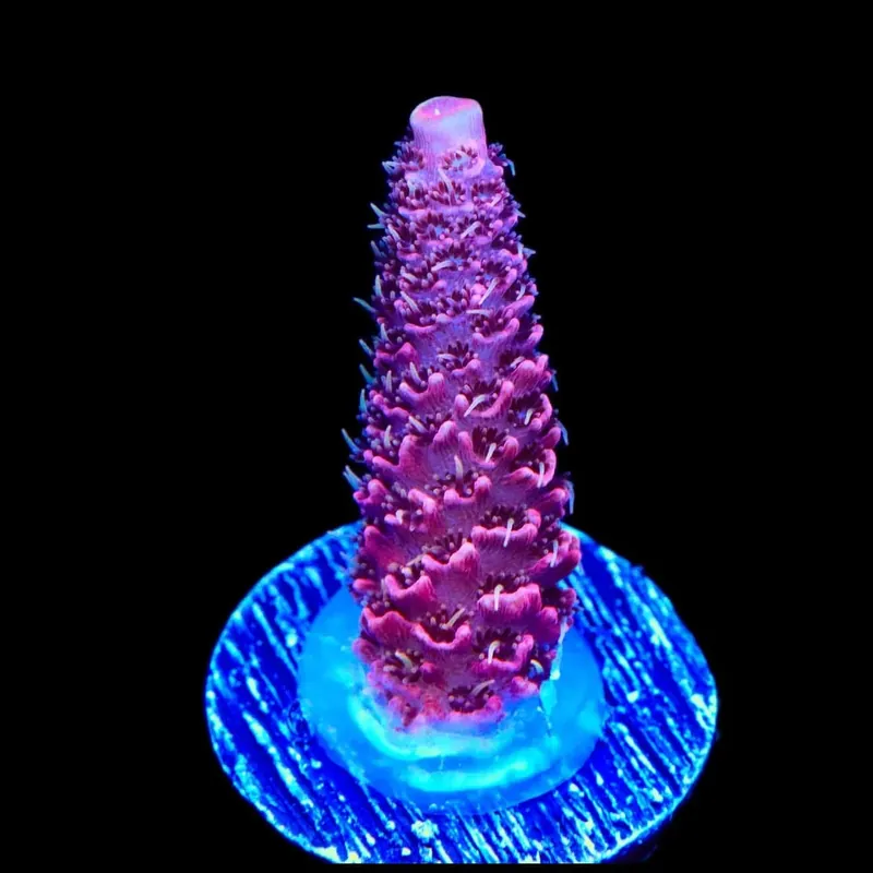TSA Screamin Demon Millepora Acropora Coral - TSA Coral