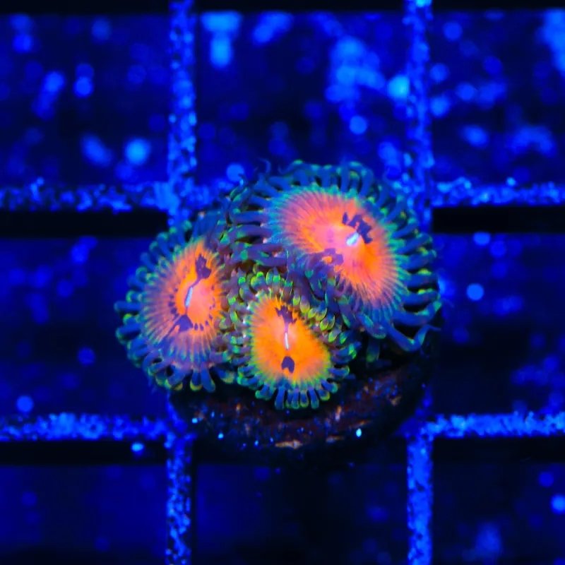 Bow Tie Blaster Zoanthids Coral - TSA Coral