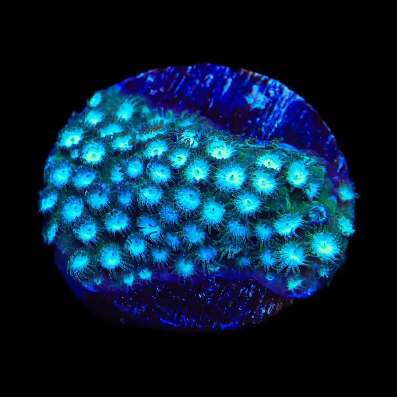 Spearmint Cyphastrea Coral - TSA Coral