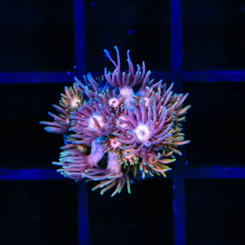 Heart Breaker Goniopora Coral - TSA Coral