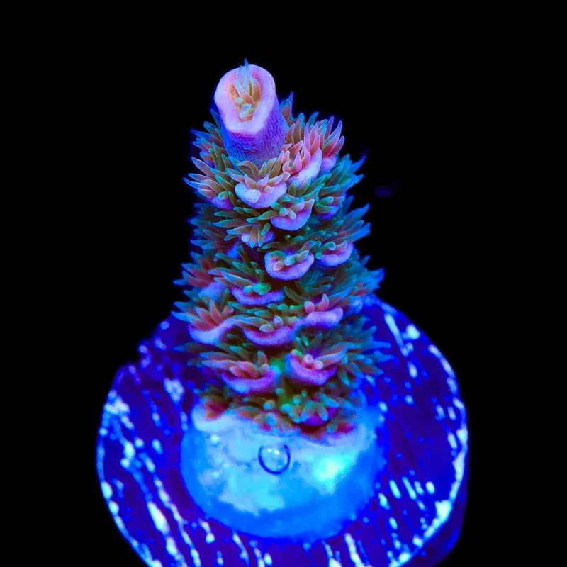 TSA Peach Tree Tenuis Acropora Coral - TSA Coral