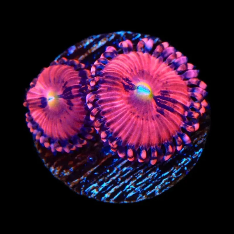 Playboy Bunny Zoanthids Coral - TSA Coral
