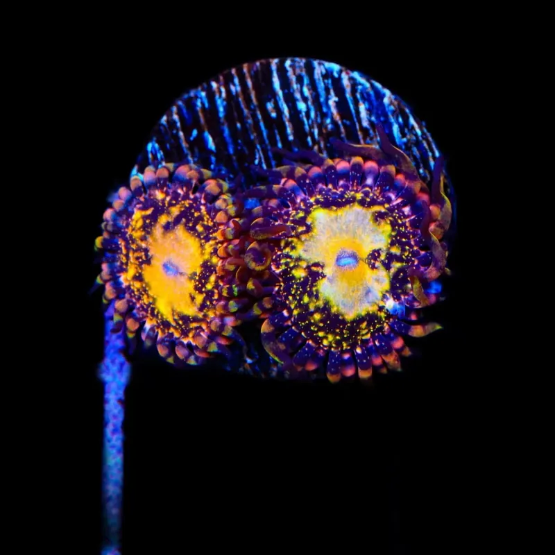 TSA Space Leopard Zoanthids Coral - TSA Coral
