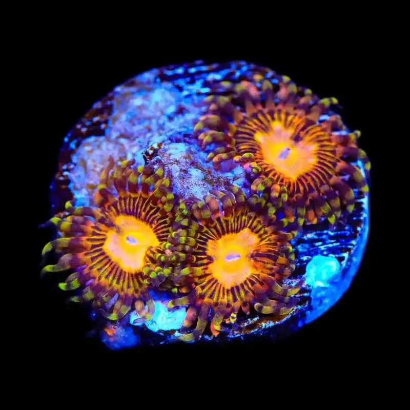 TSA Party On Zoanthids Coral - TSA Coral