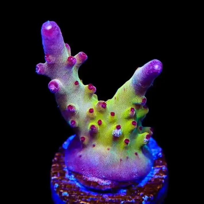 RR Robinhood Acropora Coral - TSA Coral