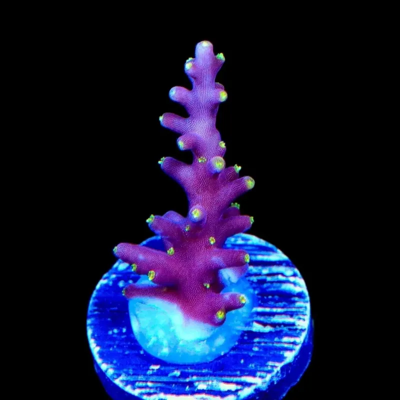 Little Red Ferrari Acropora Coral - TSA Coral