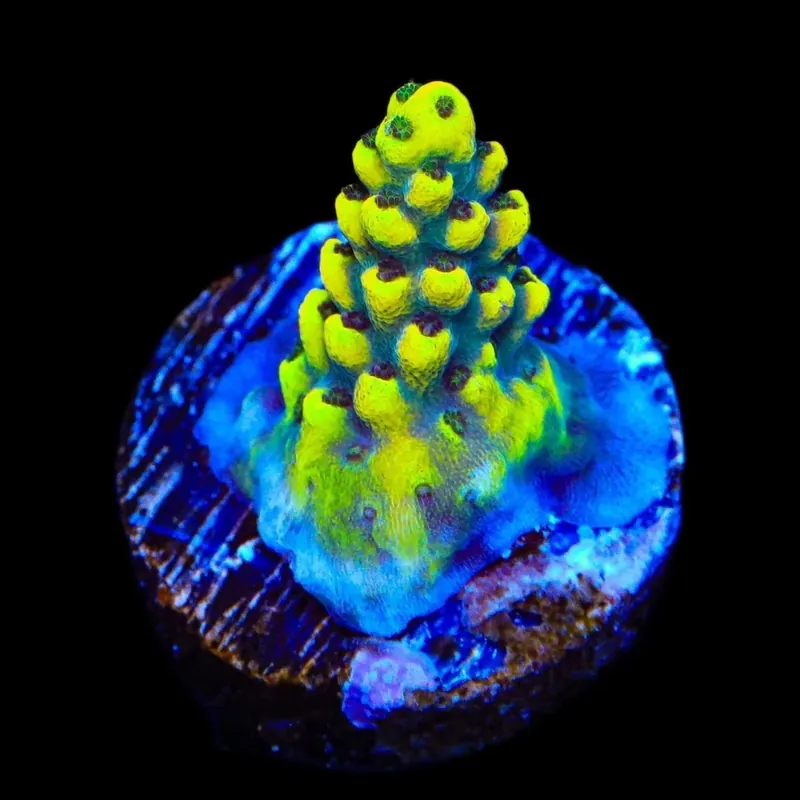 TSA Colonel Mustard Acropora Coral - TSA Coral