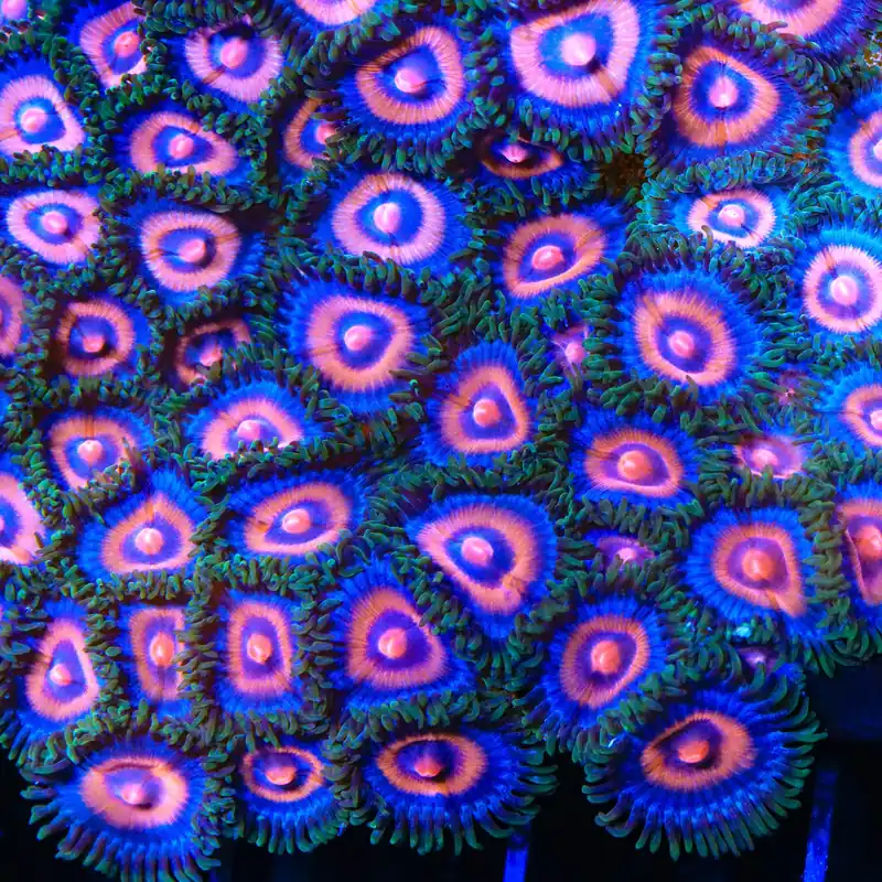 Supergirl Zoanthids Coral - TSA Coral