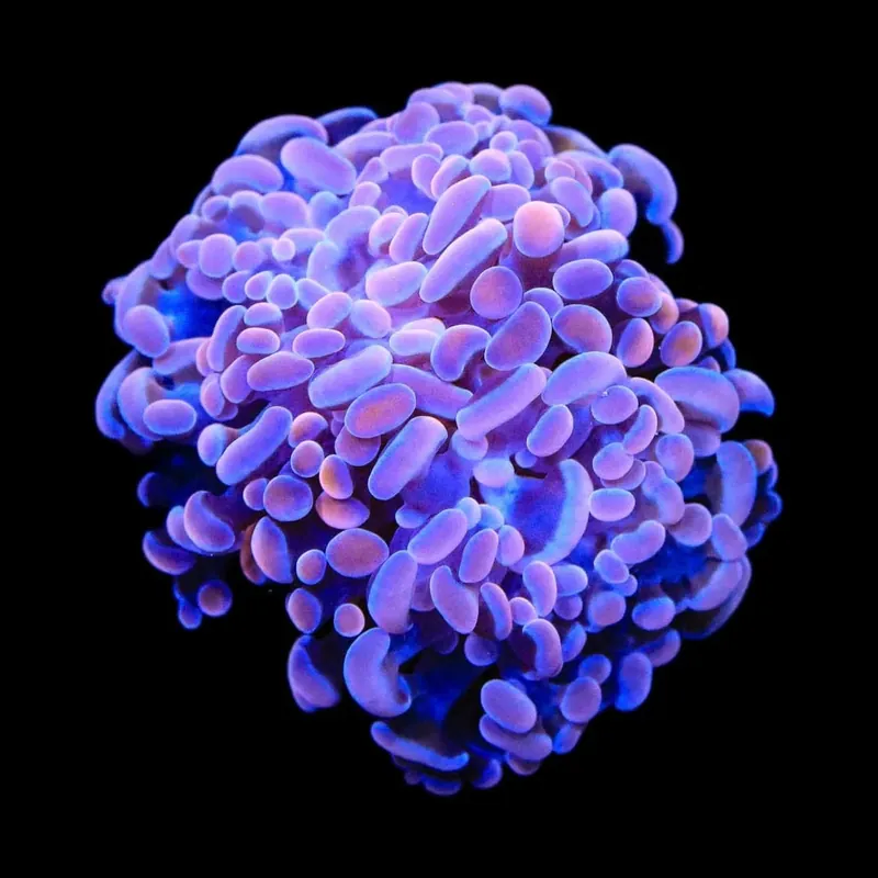 Pink Hammer Coral - TSA Coral