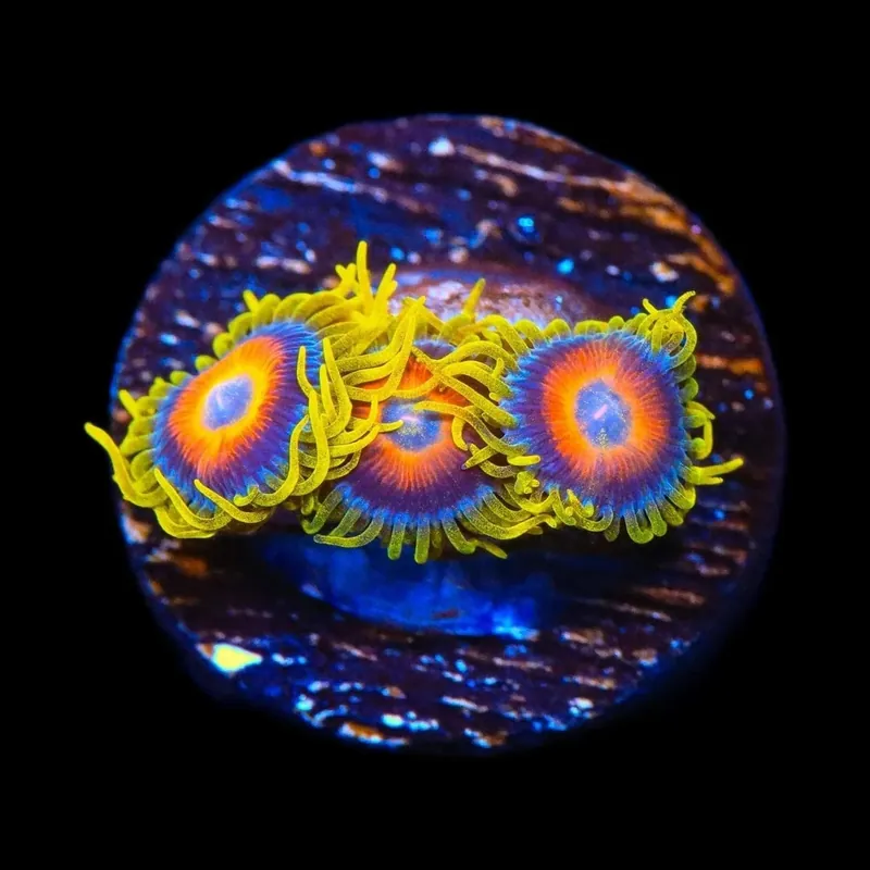 Super Saiyan Zoanthids Coral - TSA Coral