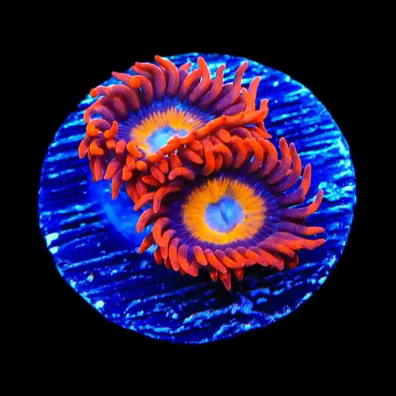 Blue Eyed Blondie Zoanthids Coral - TSA Coral