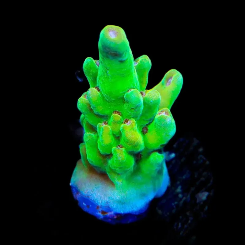 TSA Appletini Acropora Coral - TSA Coral