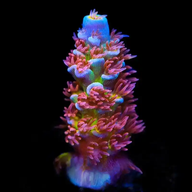 TSA Rocky Balboa Tenuis Acropora Coral - TSA Coral
