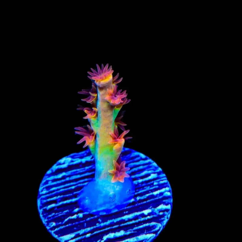 TSA Forbidden Fruit Speciosa Acropora Coral - TSA Coral