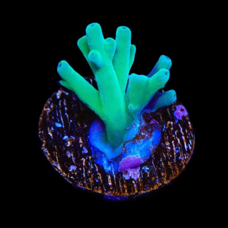 ORA Hawkins Echinata Acropora Coral - TSA Coral