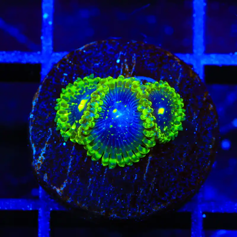 Exosphere Zoanthids Coral - TSA Coral