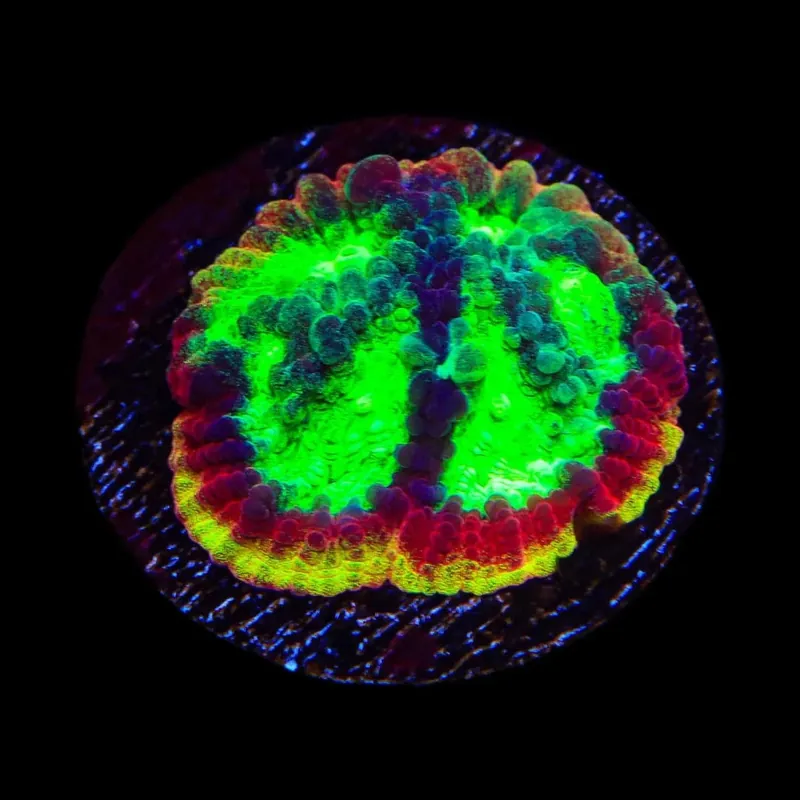 JF Psycho Rim Favia Coral - TSA Coral