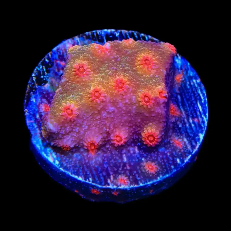 Red Brick Cyphastrea Coral - TSA Coral