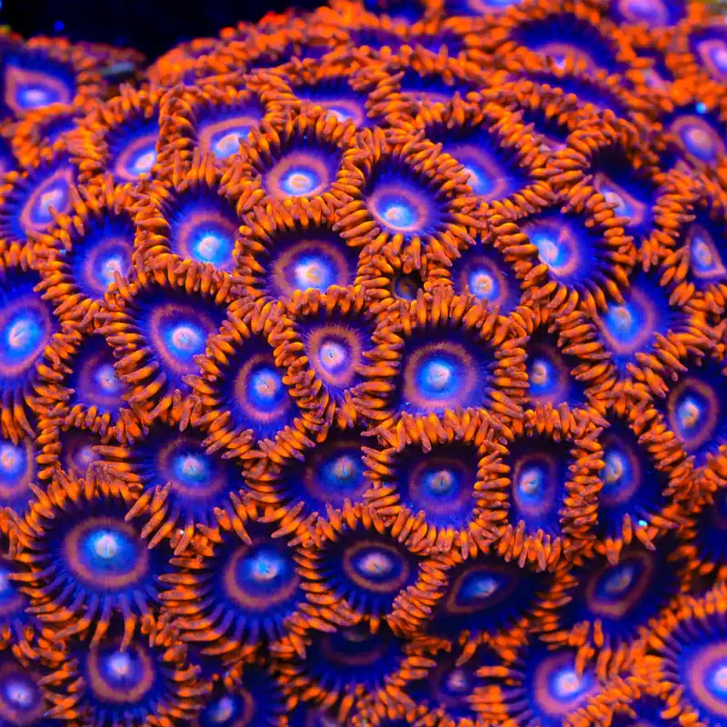 TSA Safecrackers Zoanthids Coral - TSA Coral