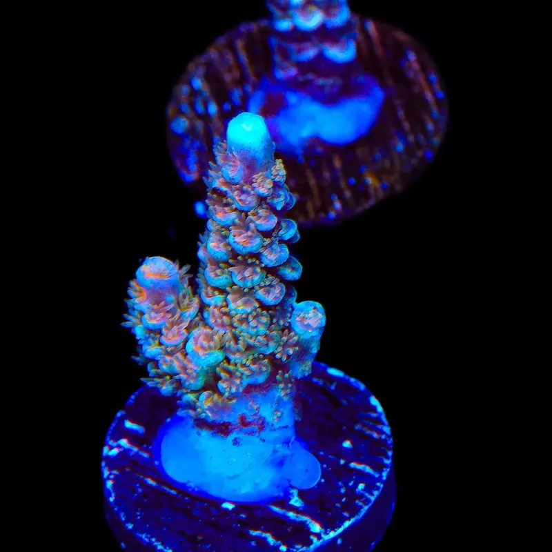 TSA Diamond Dust Tenuis Acropora Coral - TSA Coral
