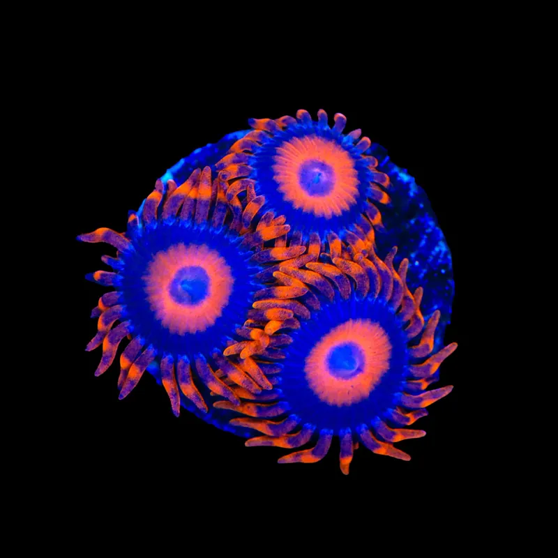 Orange Oxide Zoanthids Coral - TSA Coral