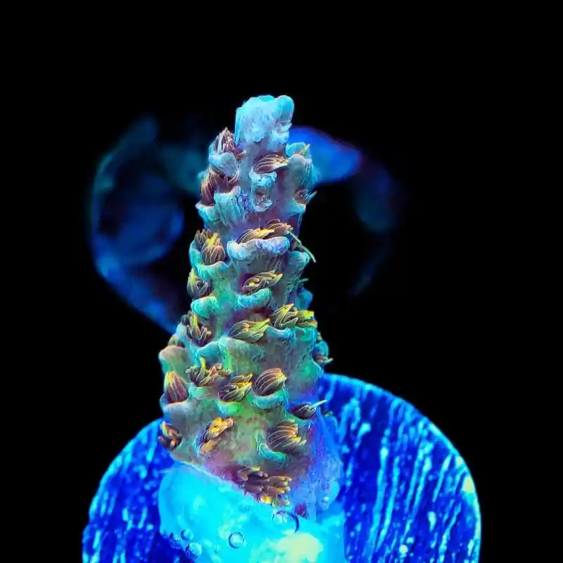TSA Gorilla Glue Acropora Coral - TSA Coral