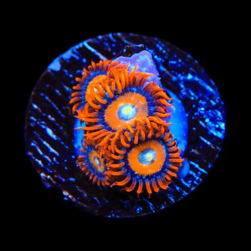 ECC Shatterfield Zoanthids Coral - TSA Coral