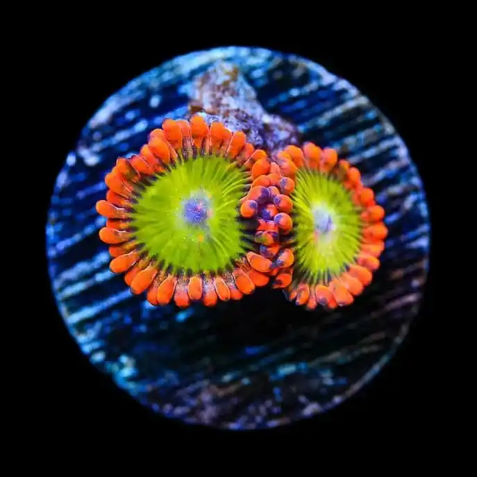 CB Electric Oompa Loompa Zoanthids Coral - TSA Coral