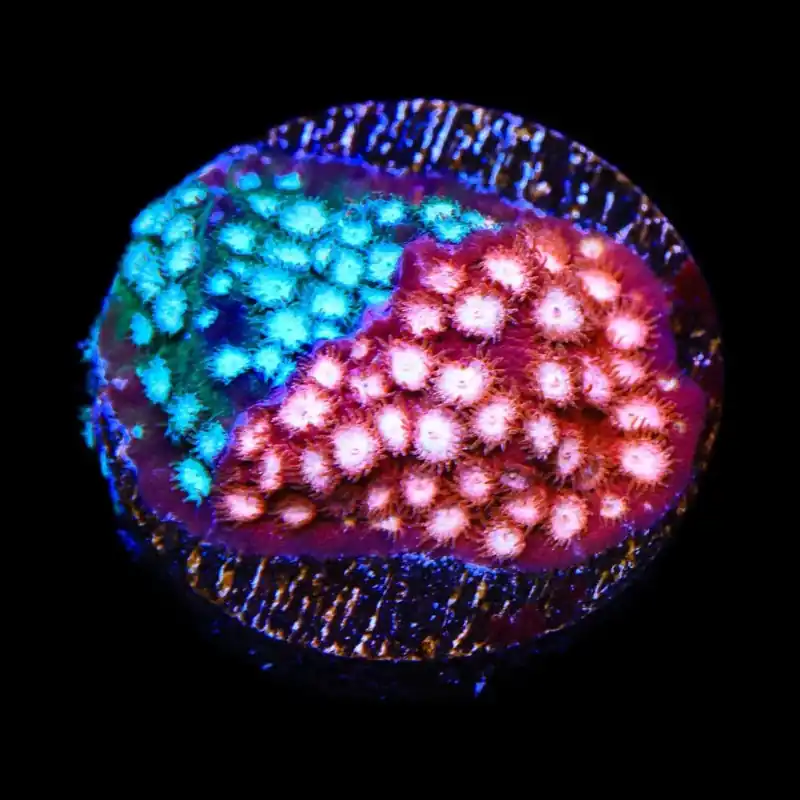 JF Fender Bender Grafted Cyphastrea Coral - TSA Coral