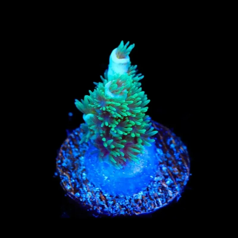 TSA Captain Planet Tenuis Acropora Coral - TSA Coral