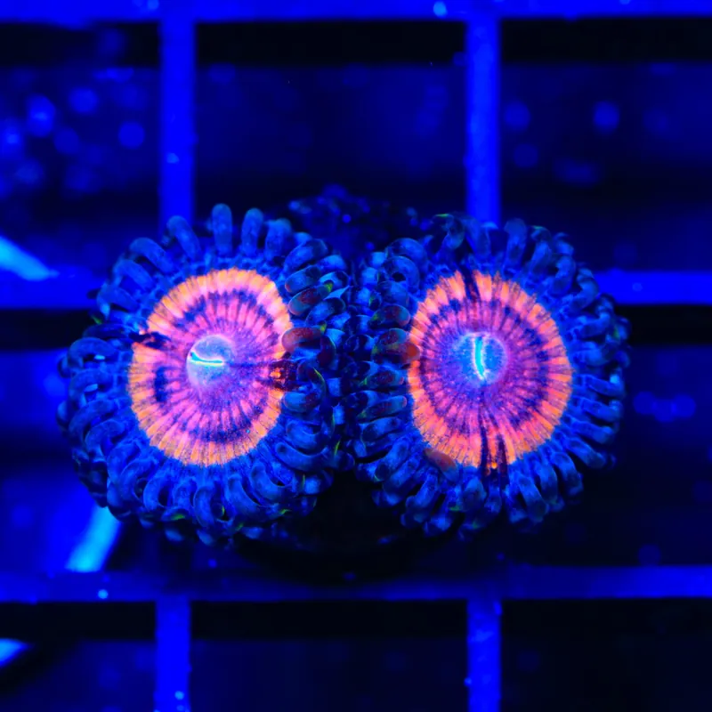 TSA Shirley Goose Zoanthids Coral - TSA Coral