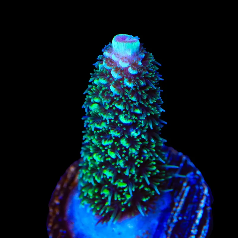 TSA Aqua Matrix Acropora Coral - TSA Coral