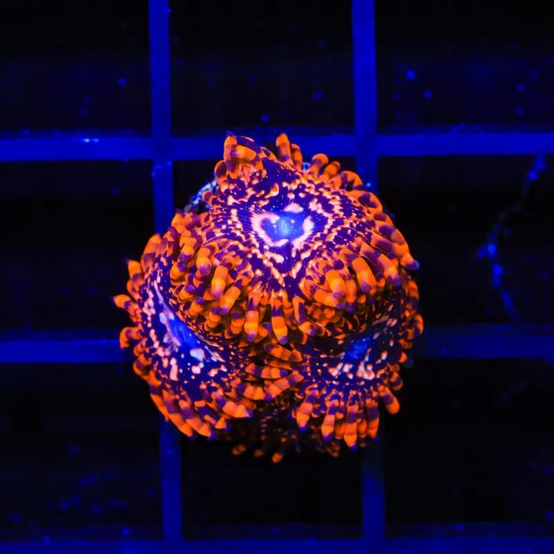 Utter Chaos Zoanthids Coral - TSA Coral