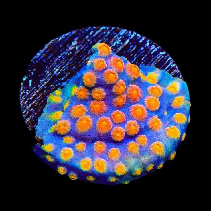 CB Monet Madness Cyphastrea Coral - TSA Coral