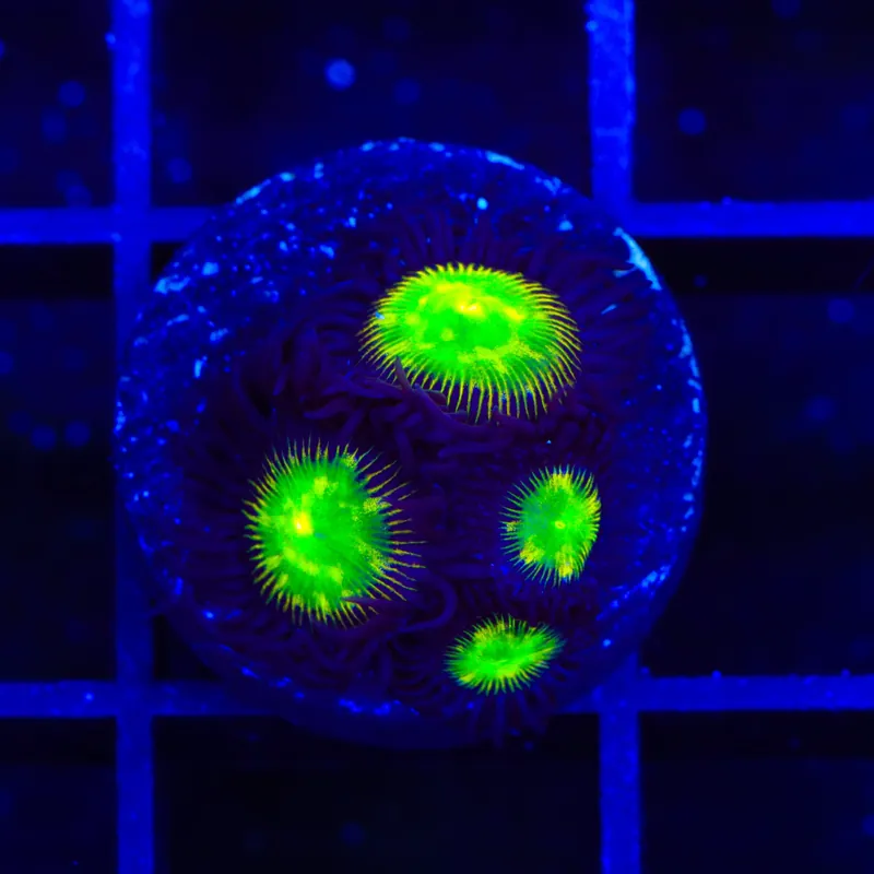 TSA Alien Egg Zoanthids Coral - TSA Coral